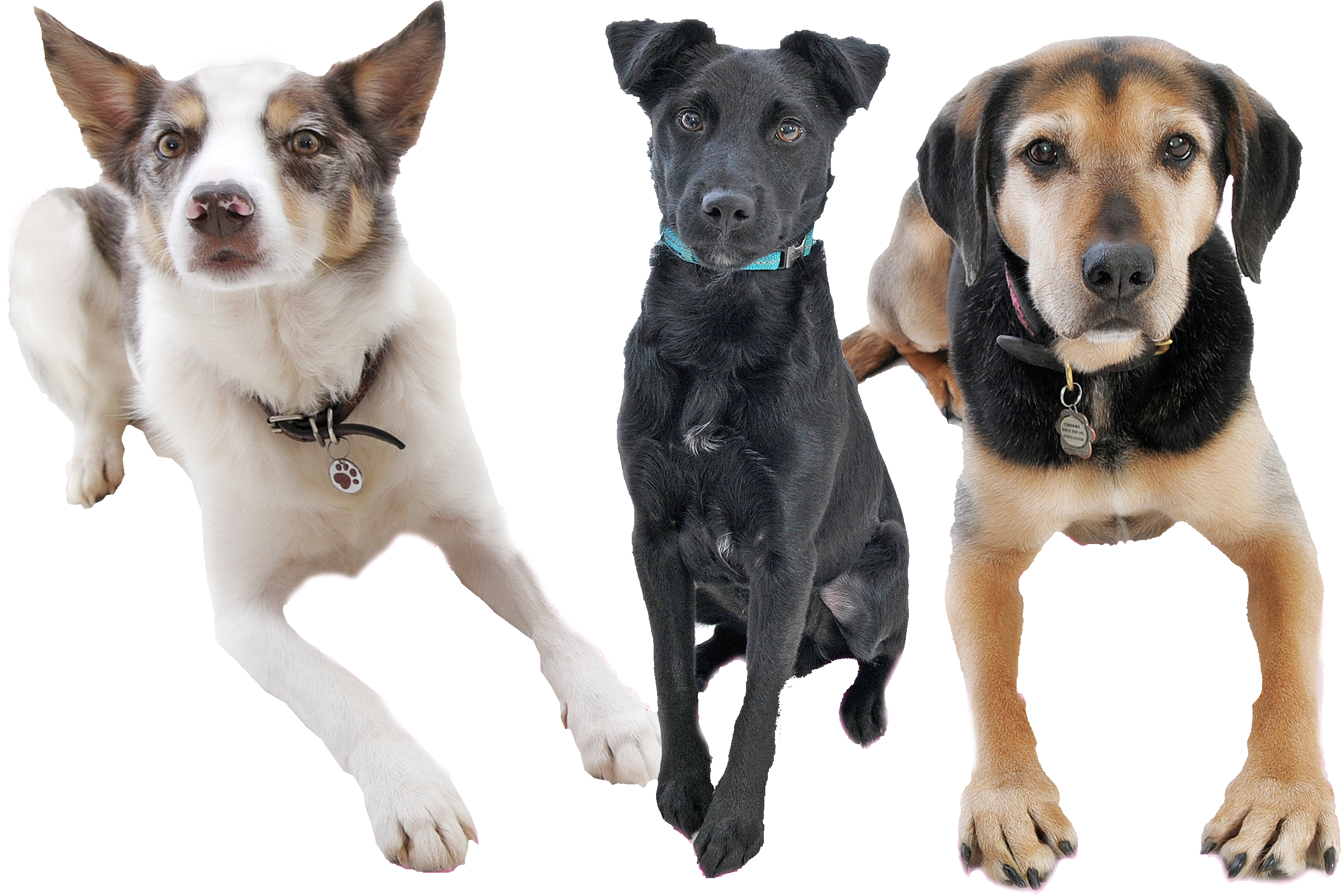 3 dogs sitting